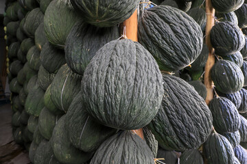 Winter melon, Turkey's most famous centipede melon, winter melon based on tree poles. Organic vegetable concept.