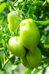 Green unripe tomatoes grow on bushes in greenhouse. Studio Photo