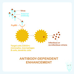 Antibody-dependent enhancement infection scheme medical stock vector illustration for web, for print