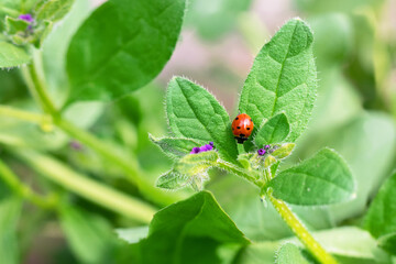 ladybug on a green leaf
