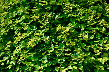 Fototapeta na wymiar Green leaves background in sunny day