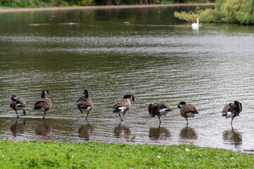 Group of Canadqa geese stand on one leg at the edge of a lake