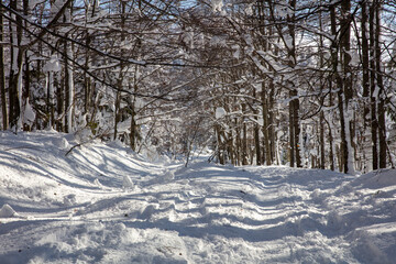 Bavarian Forrest National Park hiking trail from Mount Lusen covered by snow on a sunshine day. Sunshine breaking through the dense forest. 