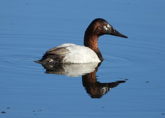 Canvasback duck in the morning sun