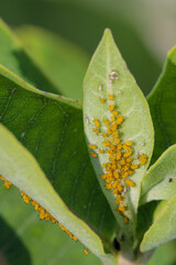 soybean aphids on a soybean leaf while feeding