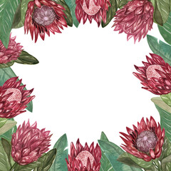 Watercolor square protea frame © Ольга Рудакова