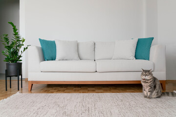 a tabby cat standing by a new cozy sofa in a living room - Powered by Adobe