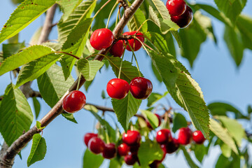 Ripe red juicy cherry berries on a branch with green leaves on a blue sky background