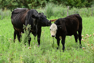 Cow with calf, La Pampa, Argentina.