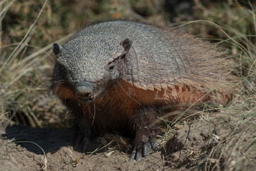 Hairy Armadillo, in grassland environment, Peninsula Valdes, Patagonia, Argentina