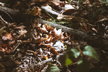 leaves on the ground 