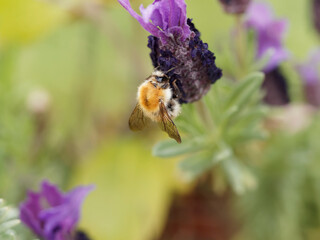 Bourdon des bocages ou bourdon des champs (Bombus pascuorum)