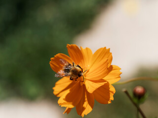 Bombus pascuorum | Bourdon des champs ou bourdon des bocages butinant sur une fleur de cosmos