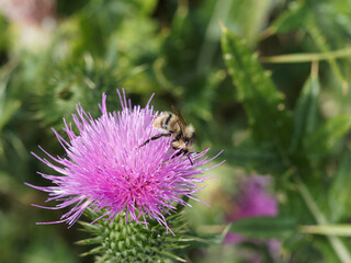 Bombus pascuorum | Bourdon des champs ou bourdon des bocages sur Silybum marianum