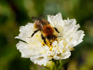 Bombus pascuorum | Bourdon des champs ou bourdon des bocages butinant sur une fleur de cosmos