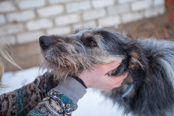 Photo of male hands touching a gray dog by the muzzle. Pet concept