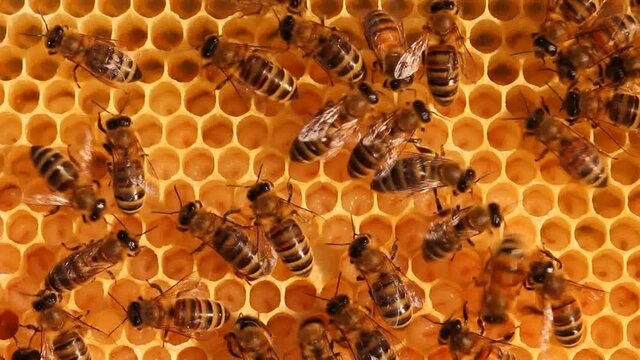 Calm and well-coordinated work of bees in the hive. 
Some bees take care of the larvae and their cocoons. Other bees convert the nectar to honey.