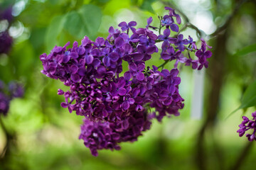 Photo of a beautiful lilac flower on a tree branch against a background of green leaves