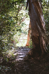 tree in the forest