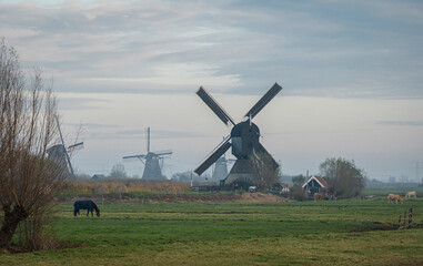 Horses and windmills at dusk at Kinderdijk, Netherlands