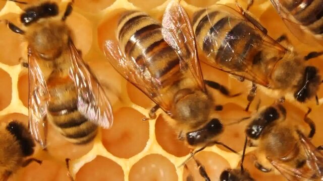 Bees feed the larvae.
The cells are the larvae of bees future. Adult bees feed them.
