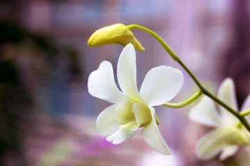 Gorgeous white orchid flower on a long stem against a blurry purple-pink floral background. A beautiful floral landscape. Unopened bud. Phalaenopsis Exotic flower in botanical garden. Space for text.