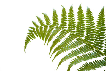 Abstract close up of a fresh single fern leaf isolated on a white background
