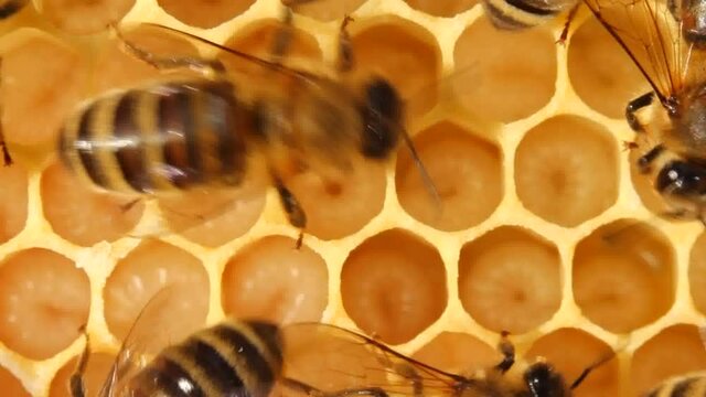 Bees feed the larvae.
The cells are the larvae of bees future. Adult bees feed them.
