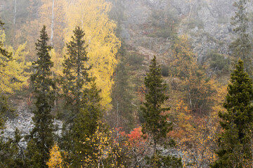 Gorgeous hillside covered with Spruce and colorful softwood trees during a beautiful fog morning near Kuusamo, Northern Finland. 