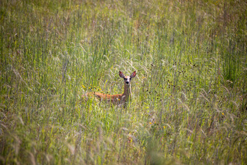 a deer looking out of a prairie area in Iowa