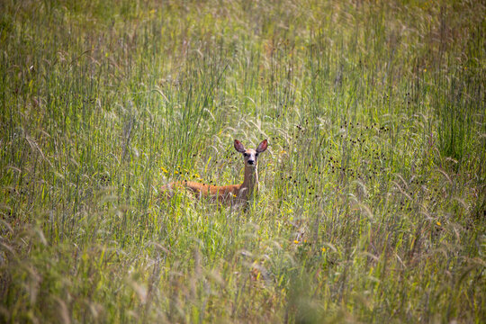 A Deer Looking Out Of A Prairie Area In Iowa