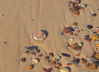Fototapeta na wymiar jellyfish washed up on the sandy shore of the Baltic Sea, (Polish name 