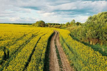 Fototapeta na wymiar Field of rapeseed with rural road and beautiful cloud (brassica napus) - plant for green energy and green industry . High quality photo