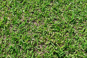 Green grass pattern texture background