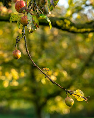 the last apples of the year