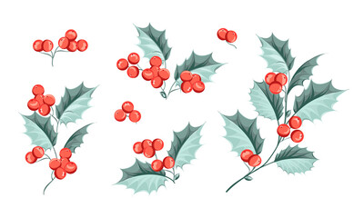 Set of illustrations of Christmas branches. Holly elements.