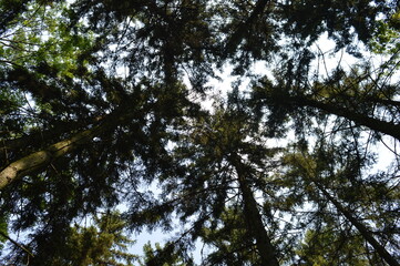trees in the forest