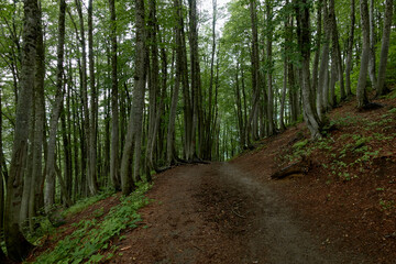 Fototapeta premium Hiking trail through the forest. Travel destinations, eco tourism, environmental conservation. Caucasian State Natural Biosphere Reserve named after Kh.G. Shaposhnikov. Lago-Naki plateau. Russia.