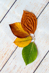 Arrangement of multicolor various leaves at autumn. Green yellow and brown leaves in autumn
