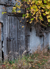 662-16 Grapes On Barn