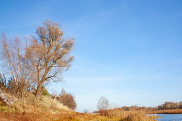 A crooked tree on a hill. Autumn landscape with a river, yellow grass and trees on a bright sunny day.
