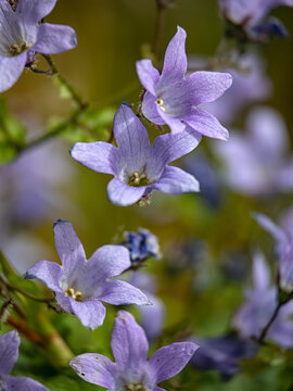 Closeup of flowers of Campanula lactiflora ‘Prichard’s Variety’ in late summer in a garden