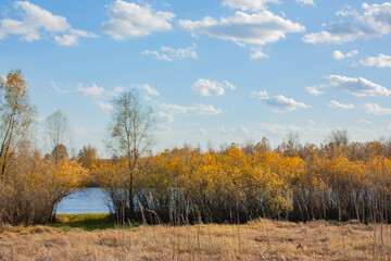 Fototapeta premium Autumn landscape on a bright sunny day. Yellow bushes on the river bank.
