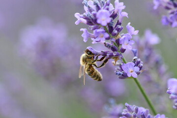 bee close up 