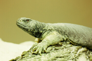 iguana on a tree