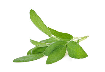 Obraz premium Sage herb leaves bouquet isolated on white background