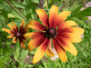 Macro plane of an autumn sunflower (ornamental sunflower) with orange petals on the outside and reddish inside with another smaller flower behind and surrounded by large green leaves in a garden