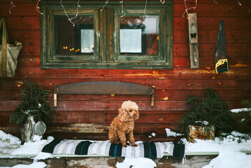 poodle dog near front door porch of village countryside house with swing hammock decorated for Christmas winter holidays, Christmas and New year vacation concept