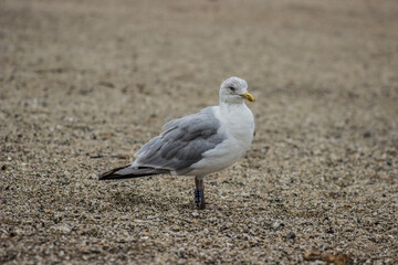 seagull on the beach