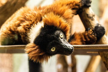 close up of a lemur